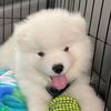 gimlisamoyed