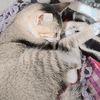 bucin.beri.catik.i