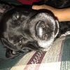 sillyderpydog