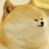 dogexoc