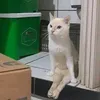 whatareudoinginmaswamp