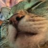 honeybean.s