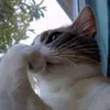 nooppio