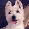 snowball_the_lazy_westie