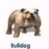 bulldog9002