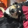 bellasaiki