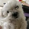 lucasdlucassssdessssssss