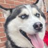 winterthehusky08