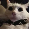 lordmarla