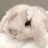 angelss.bunny