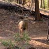 this.deer.right.here