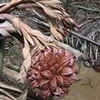 kiembac9
