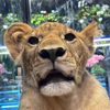 LEO