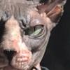 vladsphynx