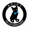 Aries The Cat Ambassador