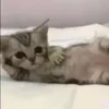 celinkkj