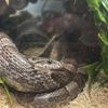 severus.snake