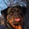 rottweilerfia