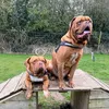 bella_.and_.angel