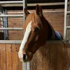 showjumper_sophia