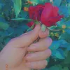 daxazhajani6