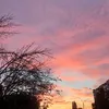 bianveber