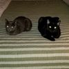 zoecat57