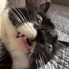 nicooooooooli