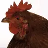 𝙠𝙞𝙩𝙩𝙞 ࣭𓈒໒꒱ིྀ༝