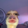 danddan7