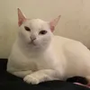 amy.meee