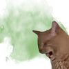 atrocat