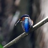 bluekingfisher