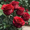 www.rana67