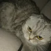hasnanana8