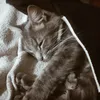 micapppp.com