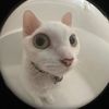 catsarelife420