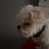 joshisdoingfine