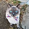 kobe_mr.bigotes