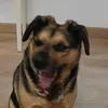 pastoker