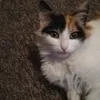 puszimycatpuszina