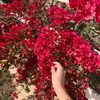 m.alsh1993