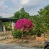 hungpalace0