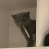 moody_boi