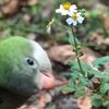 iluvbirdyoyo