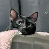 o_reo_711