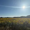 gilenagraafland