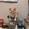 jerrythegingercat