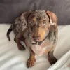 tierfutter123