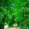 sau_rieng999